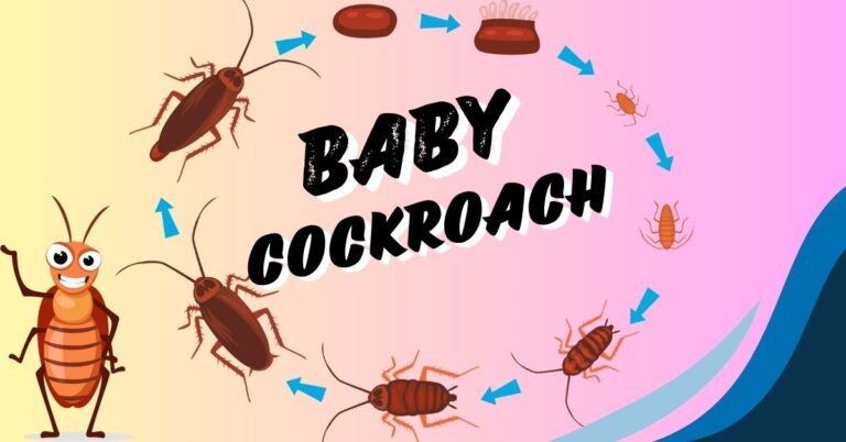 Baby Cockroach