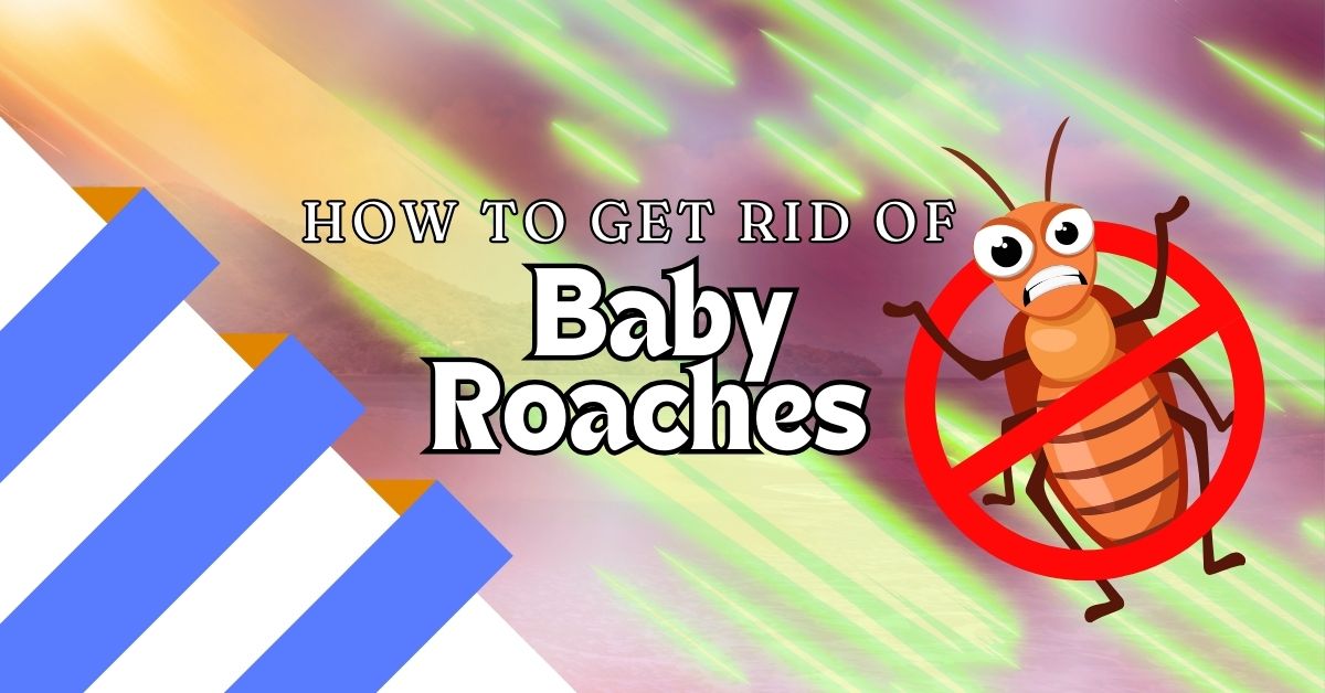 You are currently viewing 5 Effective Ways to Get Rid of Baby Roaches and Prevent Infestations