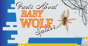 Read more about the article 10 Surprising Facts About Baby Wolf Spiders You Won’t Believe