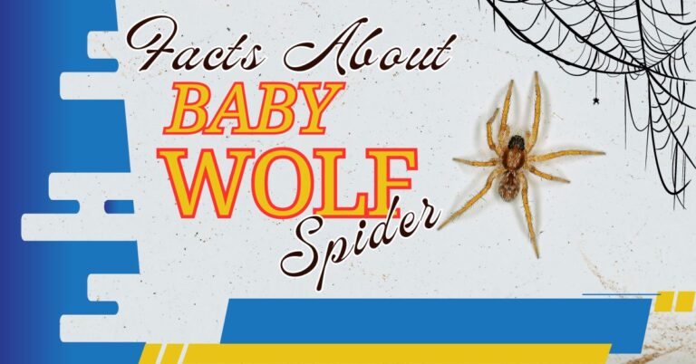 Baby Wolf Spider