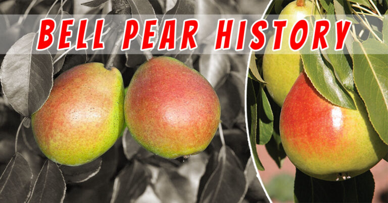 Bell Pear History