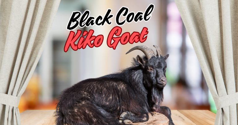 Black Coal Kiko Goat