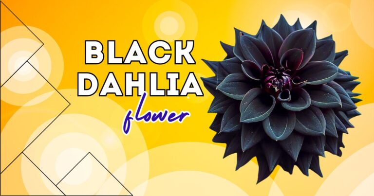 Black Dahlia flower