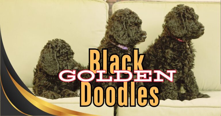 Black Golden Doodle