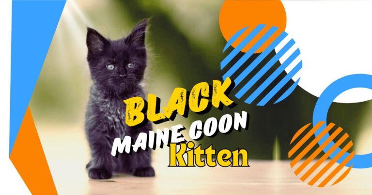 Black Maine Coon Kitten