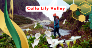 Read more about the article 5 Reasons to Visit Calla Lily Valley in Big Sur