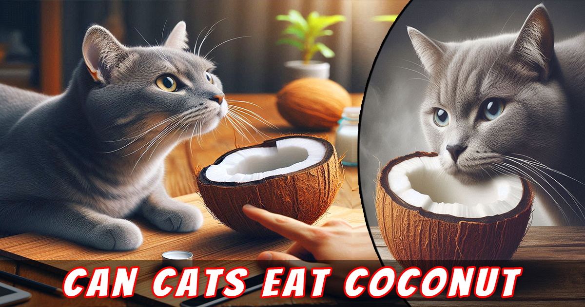 Read more about the article Can Cats Eat Coconut? 7 Vital Facts Every Cat Owner Must Know