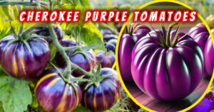 Read more about the article The Ultimate Guide to Cherokee Purple Tomato: Growing, Care, and Benefits