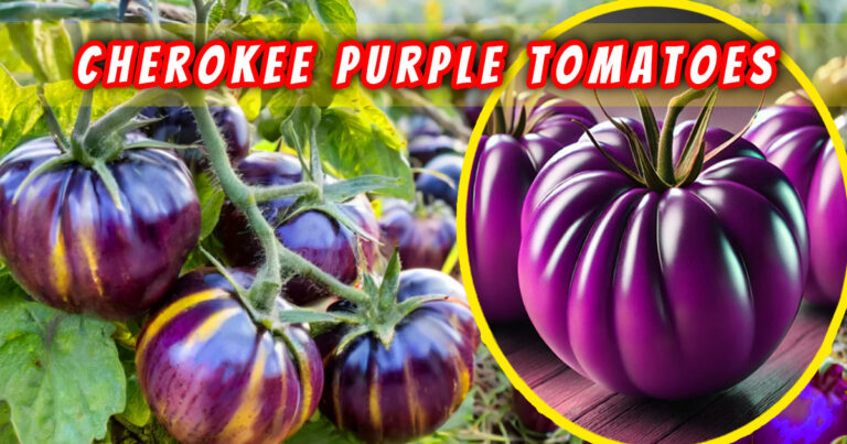 Cherokee Purple Tomatoes