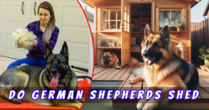 Read more about the article 10 Surprising Facts About Do German Shepherds Shed: The Complete Guide