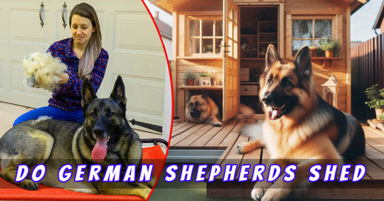 Do German Shepherds Shed