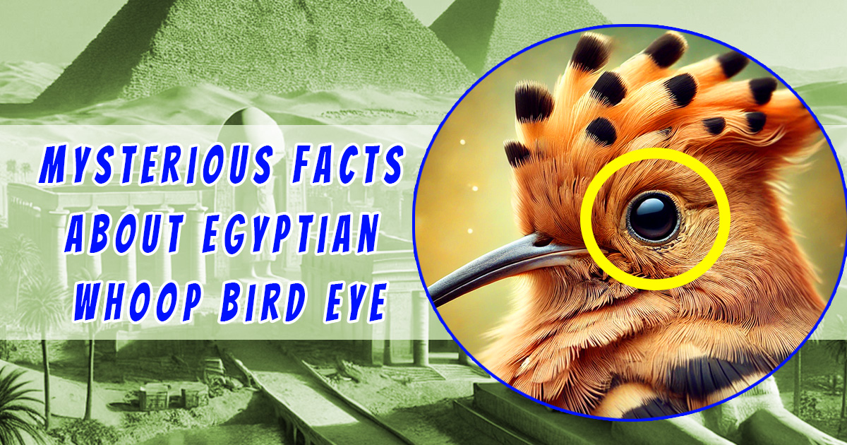 Read more about the article 5 Mysterious Facts About the Egyptian Whoop Bird Eye and Its Symbolic Power