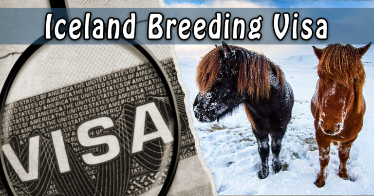 Iceland Breeding Visa