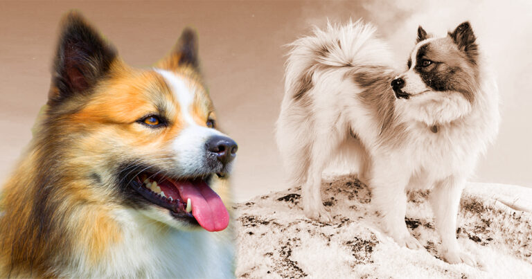 Icelandic Sheepdog