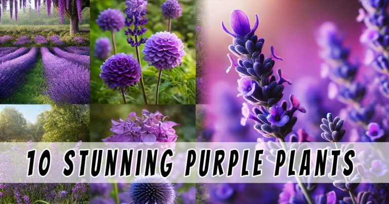 Purple Plants