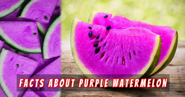 Purple Watermelon