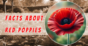 Read more about the article 7 Compelling Facts About Red Poppies and Their Deep Symbolism