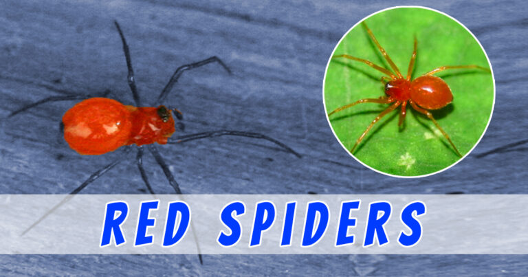 Red Spiders