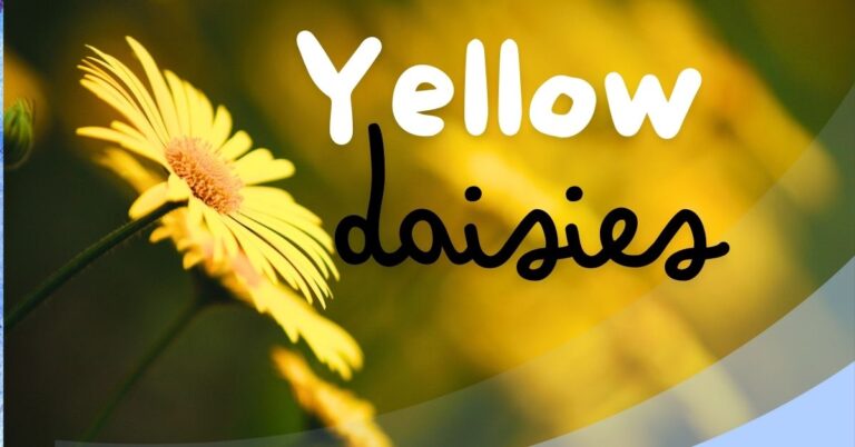 Yellow Daisy