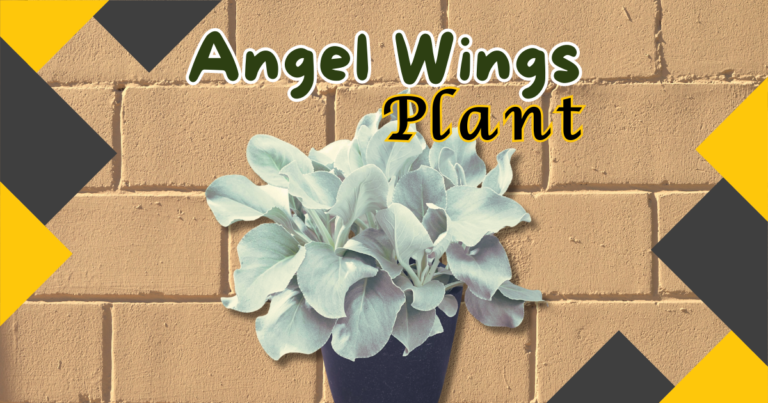 angel wings plant