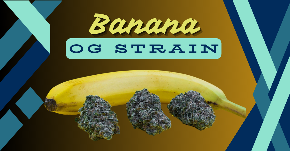 Read more about the article 5 Powerful Reasons to Try Banana OG Strain for Ultimate Relaxation