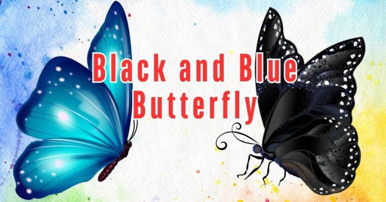 black and blue butterfly