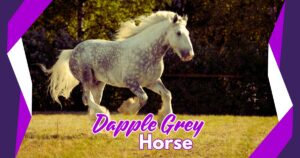 Read more about the article 5 Fascinating Facts About Dapple Grey Horses and How to Care for Their Beautiful Coats