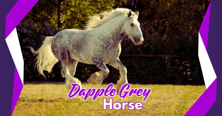 dapple grey horse