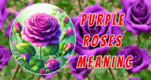 Read more about the article 5 Surprising Purple Roses Meanings You Didn’t Know