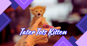 Read more about the article 7 Surprising Truths About Tater Tots Kitten: Keep Your Furry Friend Healthy!