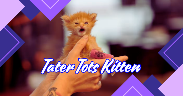 tater tots kitten