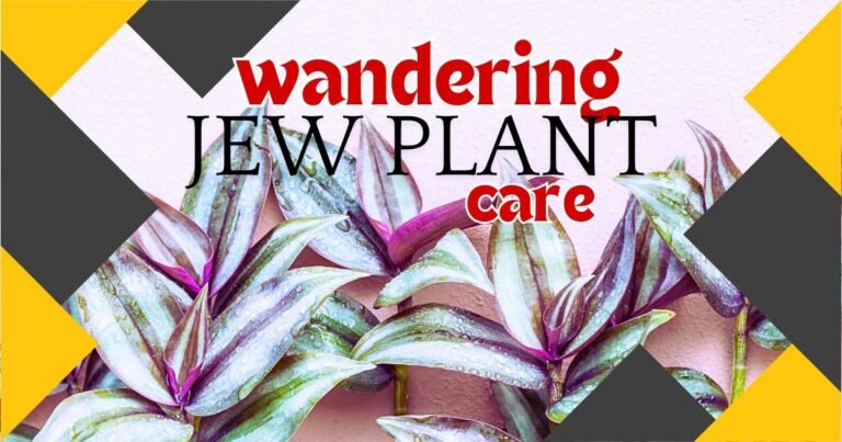 wandering jew plant care
