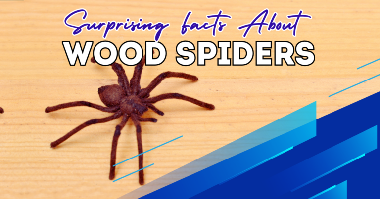 wood spider