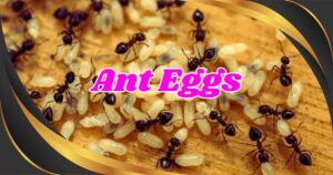 Read more about the article 7 Effective Ways to Identify and Eliminate Ant Eggs: Protect Your Home Now!