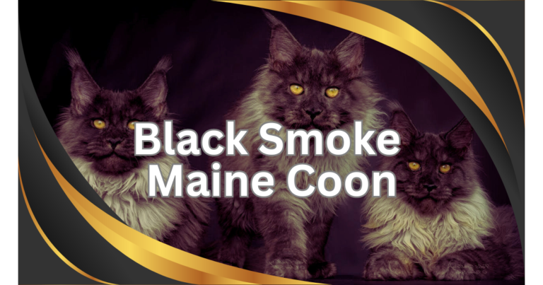 black smoke Maine Coon