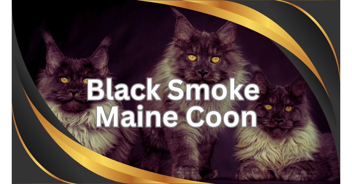 You are currently viewing 7 Fascinating Facts About the Black Smoke Maine Coon: The Majestic Gentle Giant