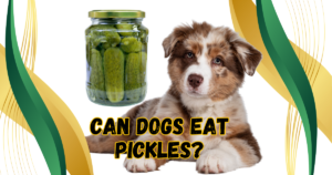 Read more about the article 7 Important Facts You Must Know About Dogs and Pickles: Can Dogs Eat Pickles?