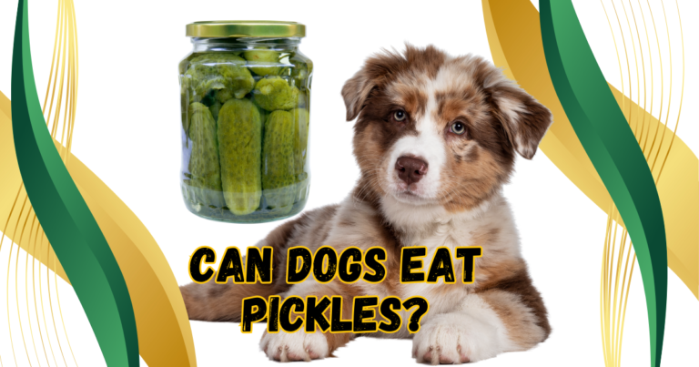 Can dogs eat pickles