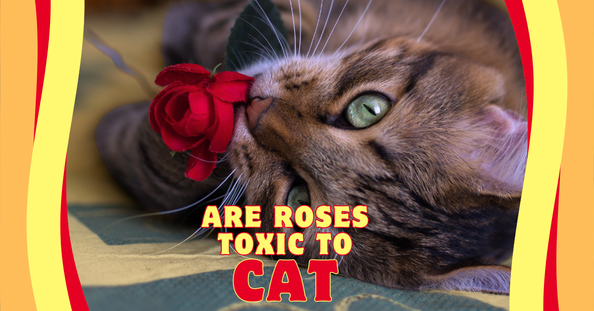 You are currently viewing 7 Critical Things You Must Know About Roses and Cats: Are Roses Toxic to Cats?