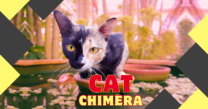 Read more about the article 5 Fascinating Facts About Chimera Cats You Won’t Believe