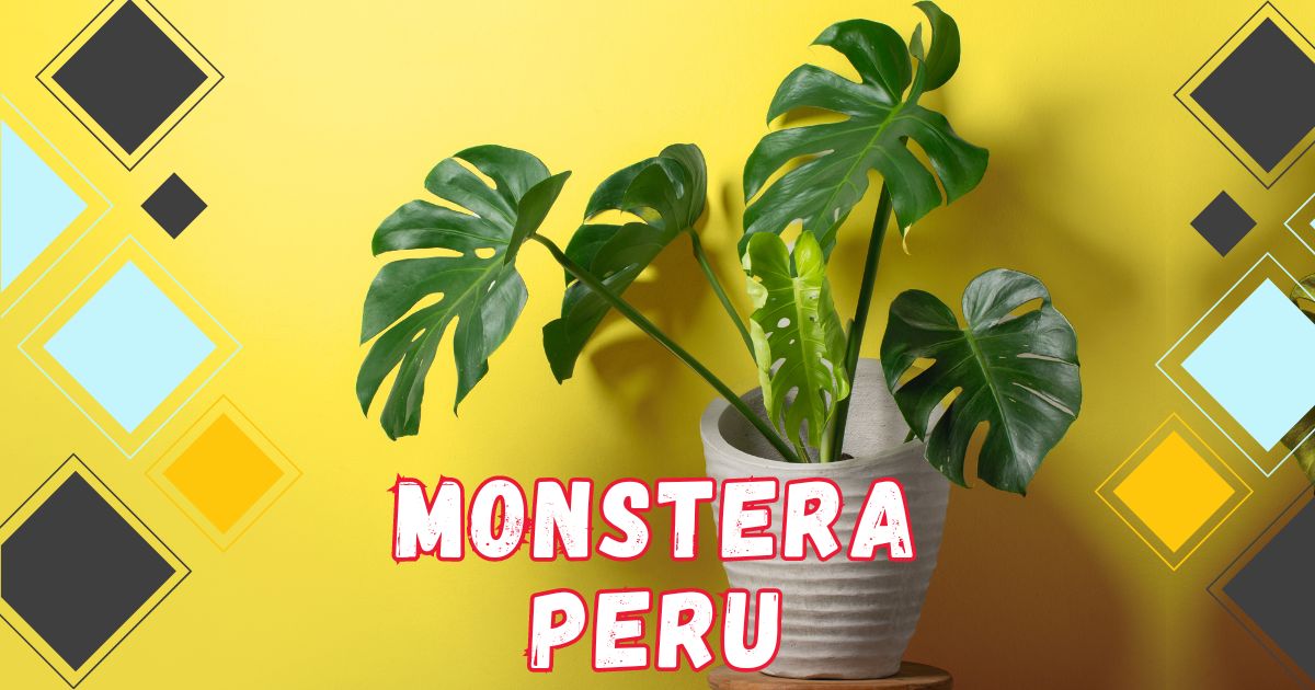 Read more about the article 5 Essential Tips for Caring for Your Monstera Peru