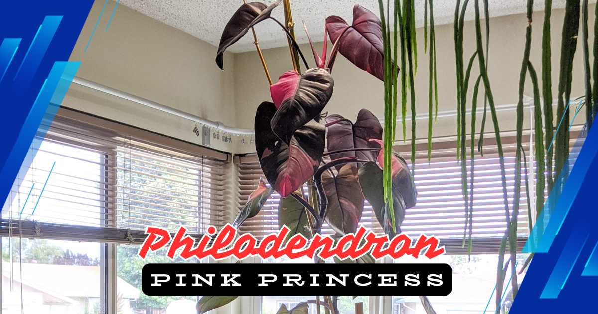 Read more about the article 5 Essential Tips to Grow a Stunning Philodendron Pink Princess Indoors