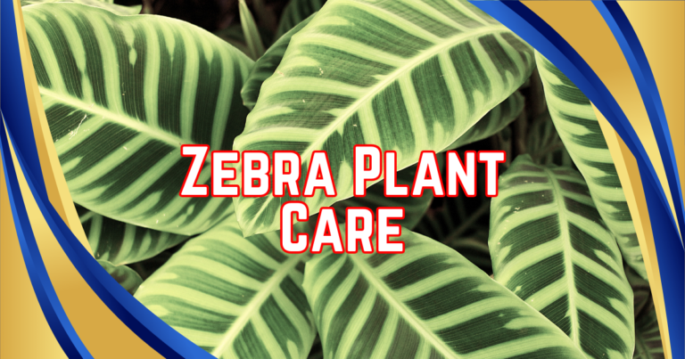 Zebra Plant Care