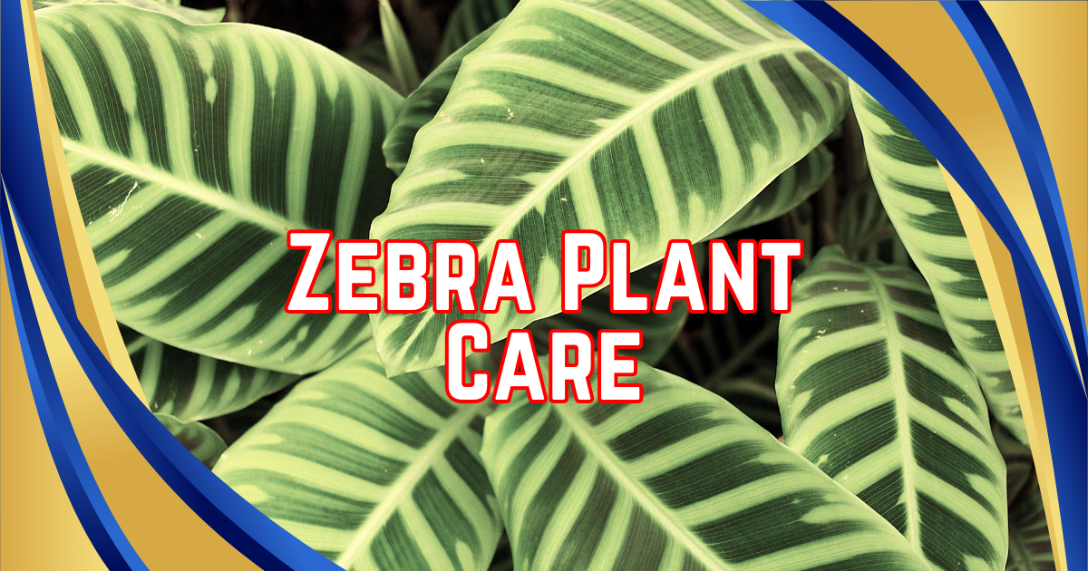 You are currently viewing 5 Proven Tips to Master Zebra Plant Care and Keep Your Plant Thriving