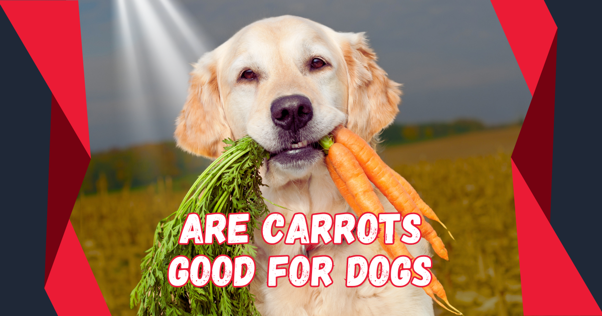 Read more about the article Are Carrots Good for Dogs? Top 6 Reasons Why Your Pup Needs This Superfood!