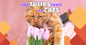 Read more about the article 5 Must-Know Signs of Tulip Poisoning: Are Tulips Toxic to Cats?