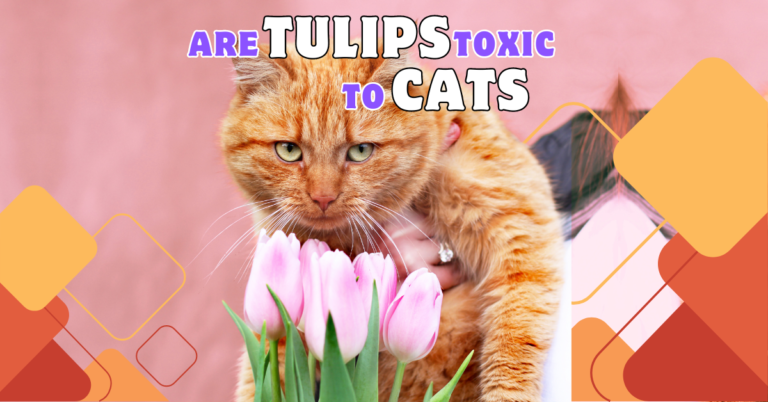 are tulips toxic to cats