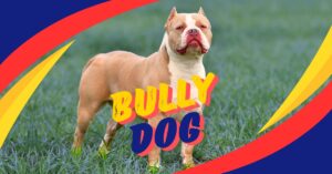 Read more about the article 7 Powerful Facts About Bully Dogs: The Ultimate Guide for Owners