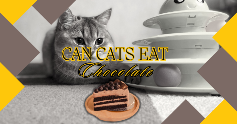 can cats eat chocolate