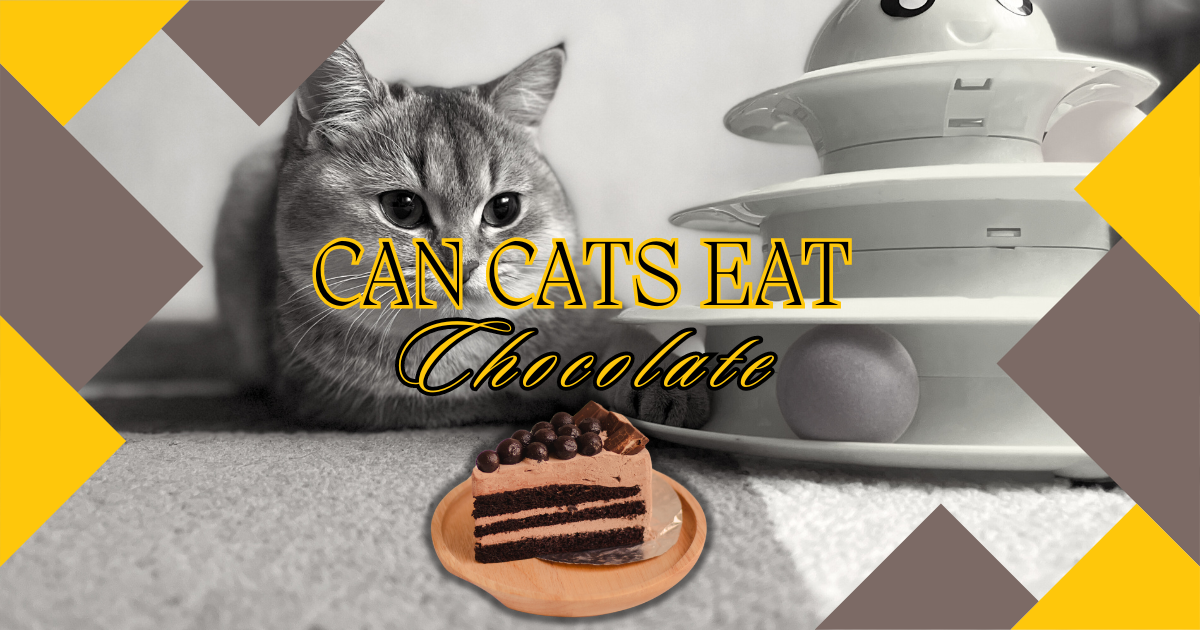 You are currently viewing Can Cats Eat Chocolate? 5 Alarming Facts Every Cat Owner Should Know!